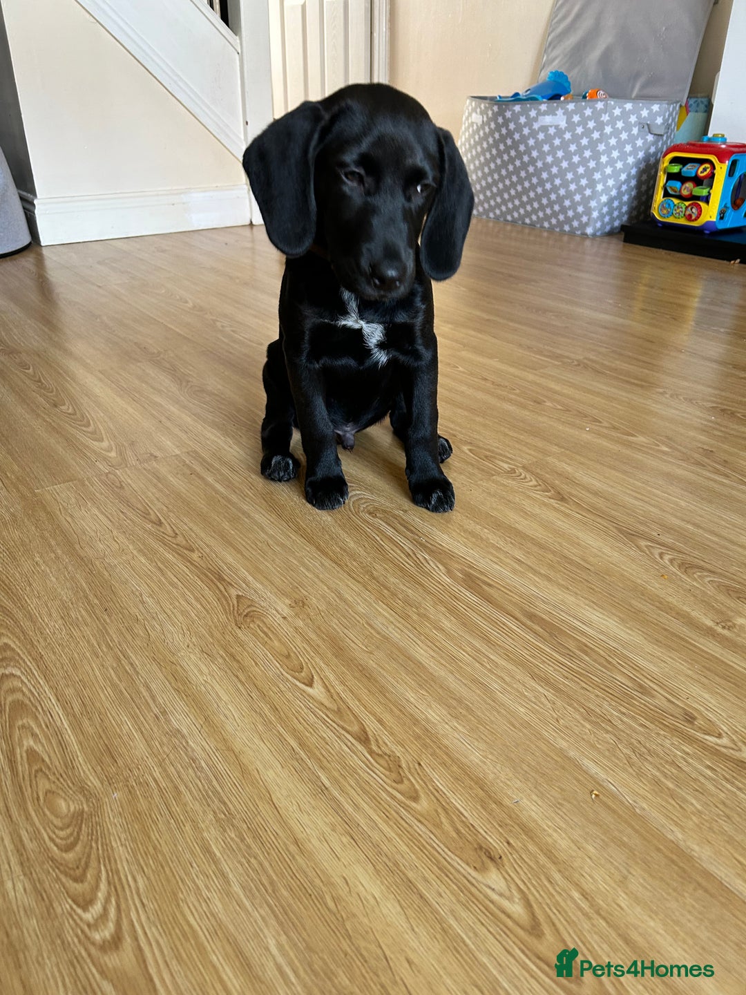Mixed Breed dogs for sale: Beagledor - Image 1