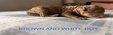 Brown and white male