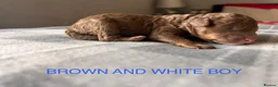 Cockapoo dogs for sale: 5 BEAUTIFUL COCKAPOO PUPPYS  - Advert 9