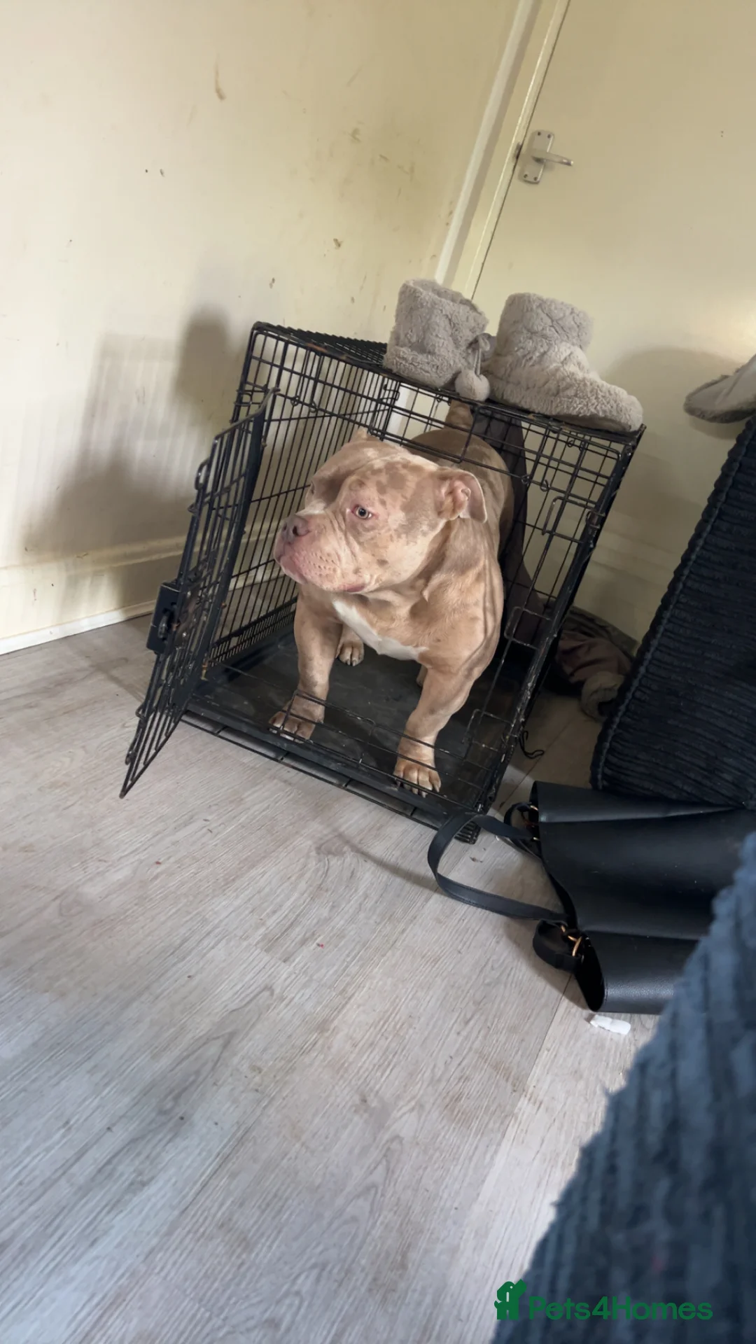 American Bully dogs for sale: Male Pocket Bully in Saint Leonards-on-sea - Advert 1