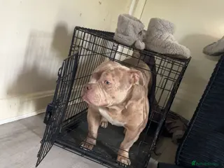 American Bully dogs Male Pocket Bully - Advert 18