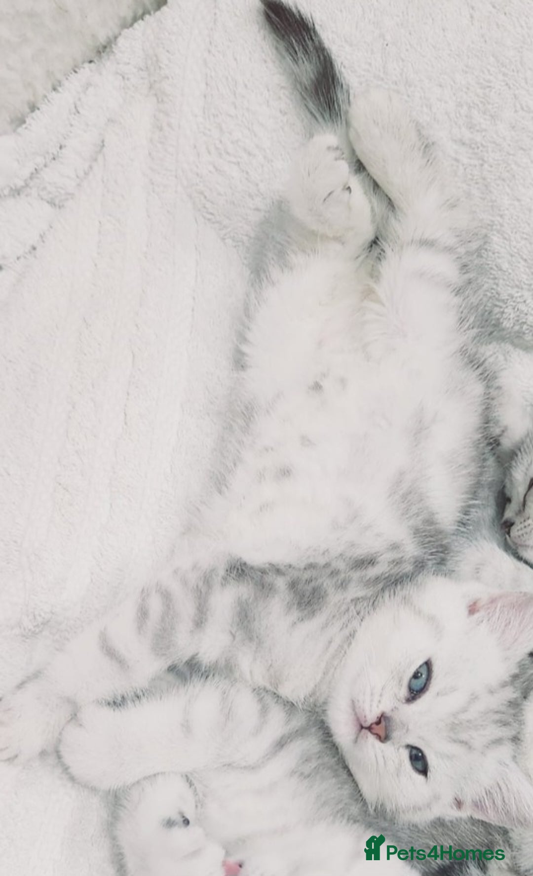 British Shorthair cats for sale: BRITISH SHORT-HAIR KITTENS   - Image 9