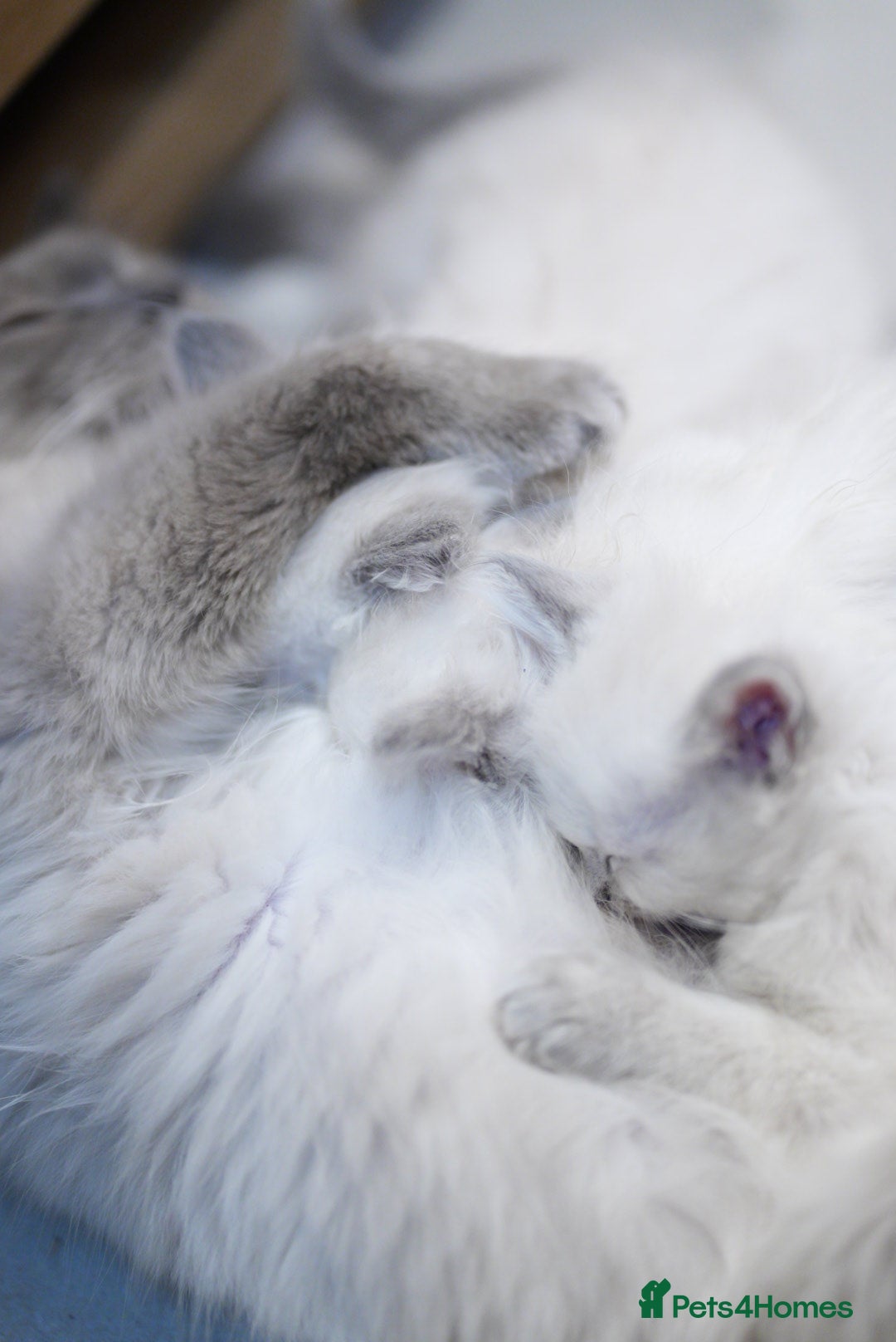 Ragdoll cats for sale: 🤎Beautiful Ragdolls Kittens🤎 - Advert 5