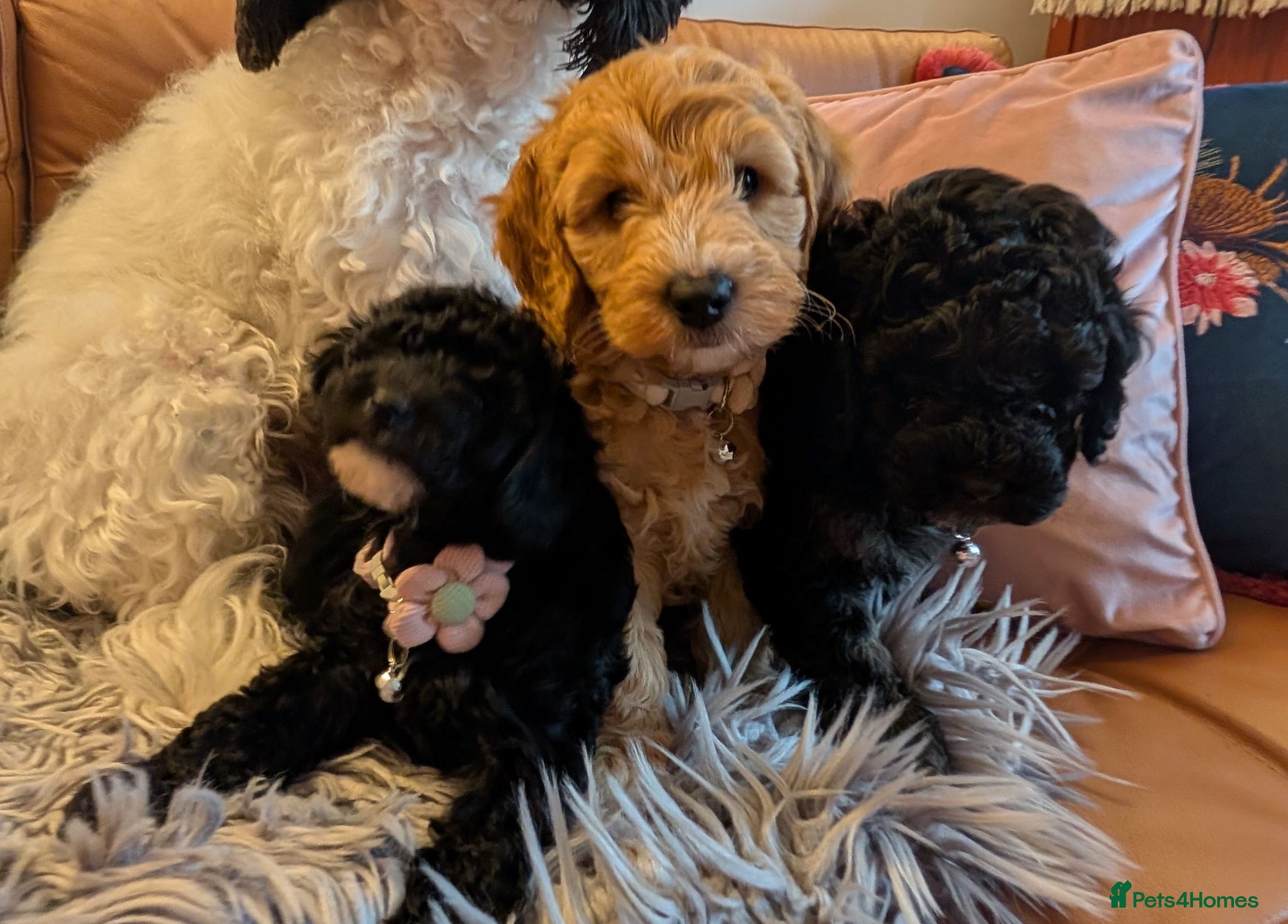 Cockapoo dogs F2 Cockapoos  - Advert 1