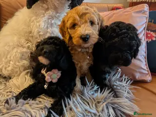 Cockapoo dogs F2 Cockapoos - Advert 1