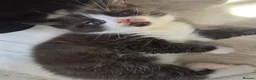 British Shorthair cats for sale: 9 gorgeous kittens - Advert 16