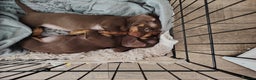 Miniature Dachshund dogs for sale: Fully vaccinated smooth heared dachound - Advert 9