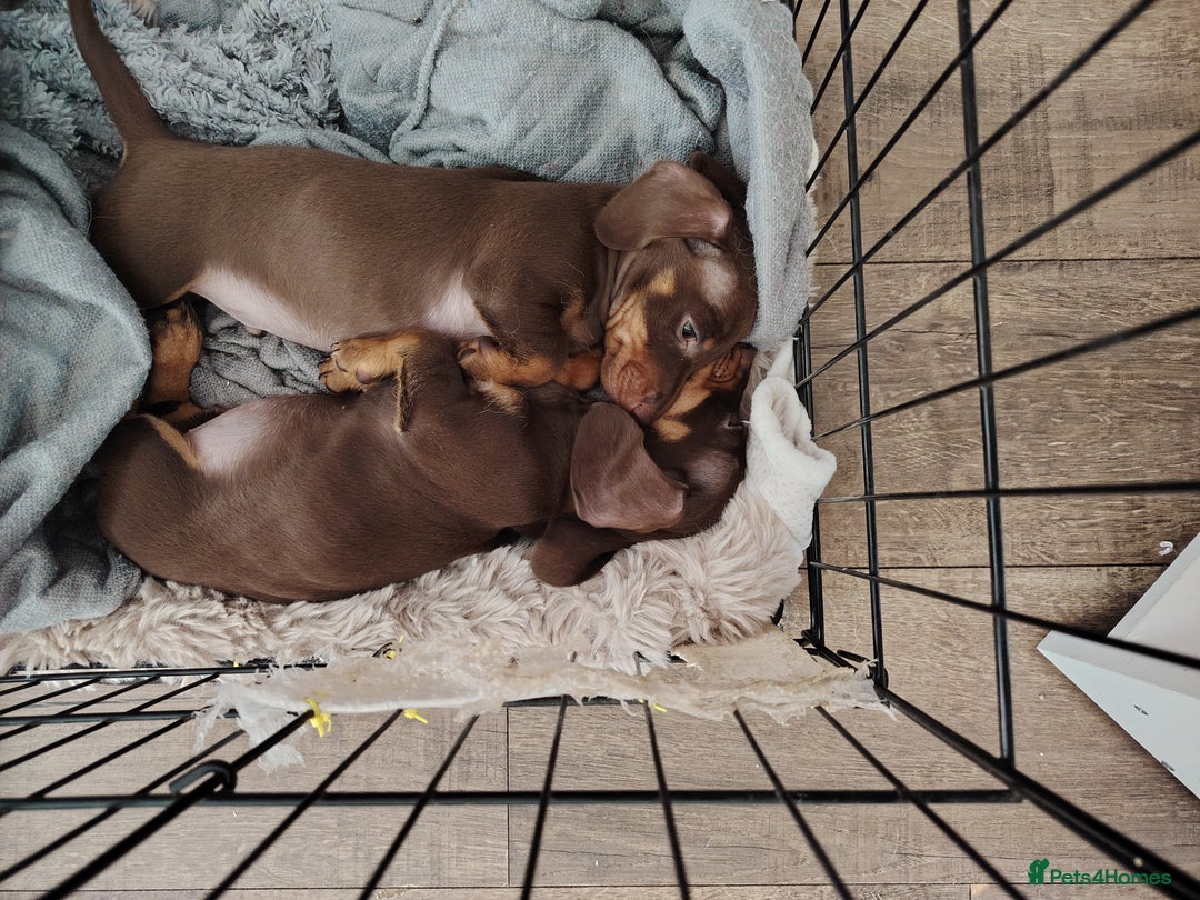 Miniature Dachshund dogs for sale: Fully vaccinated smooth heared dachound - Advert 9
