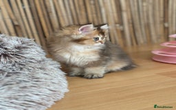 British Longhair cats for sale: Looking for a new family!!!!  - Image 5