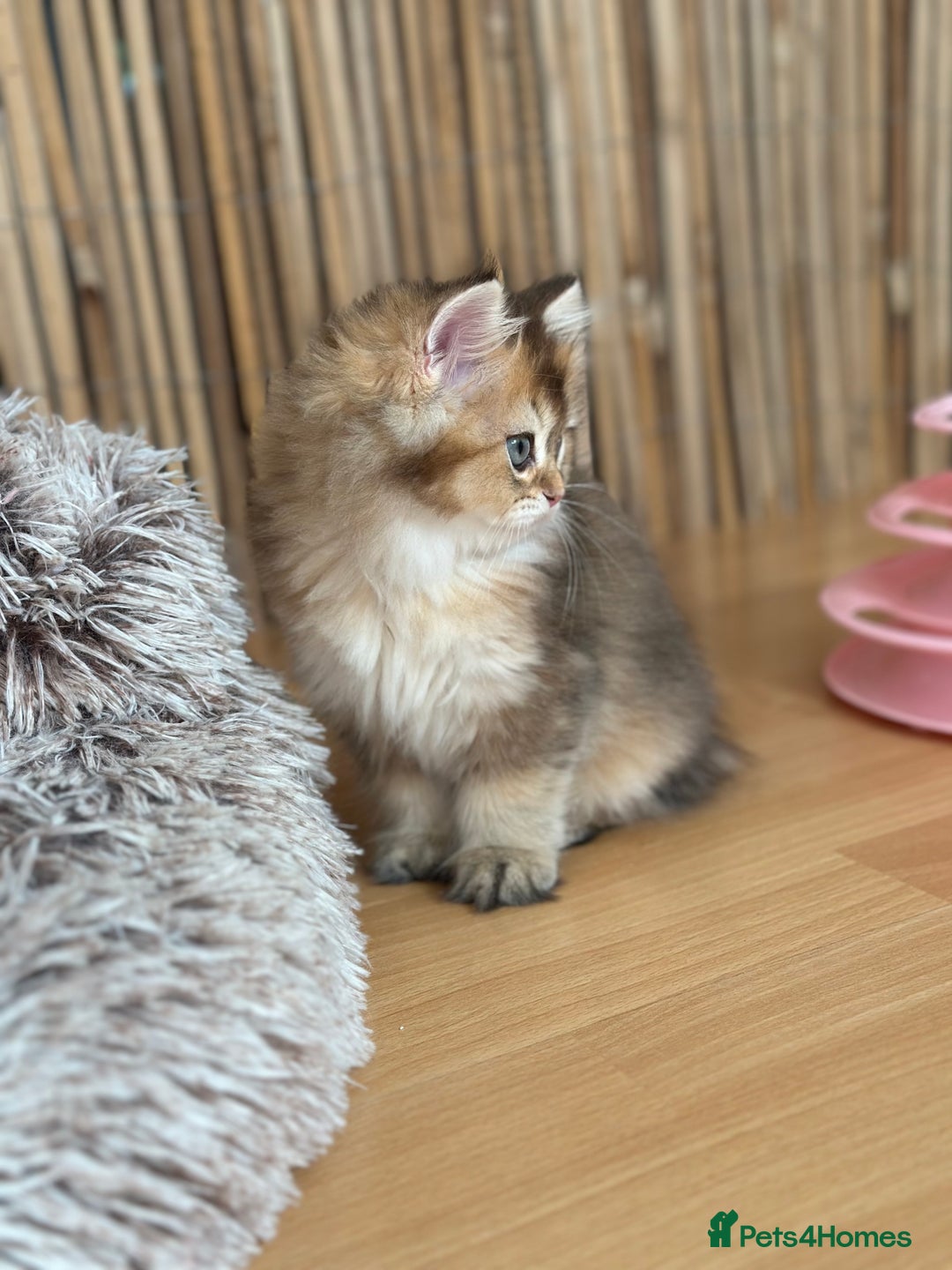 British Longhair cats for sale: Looking for a new family!!!!  - Image 5