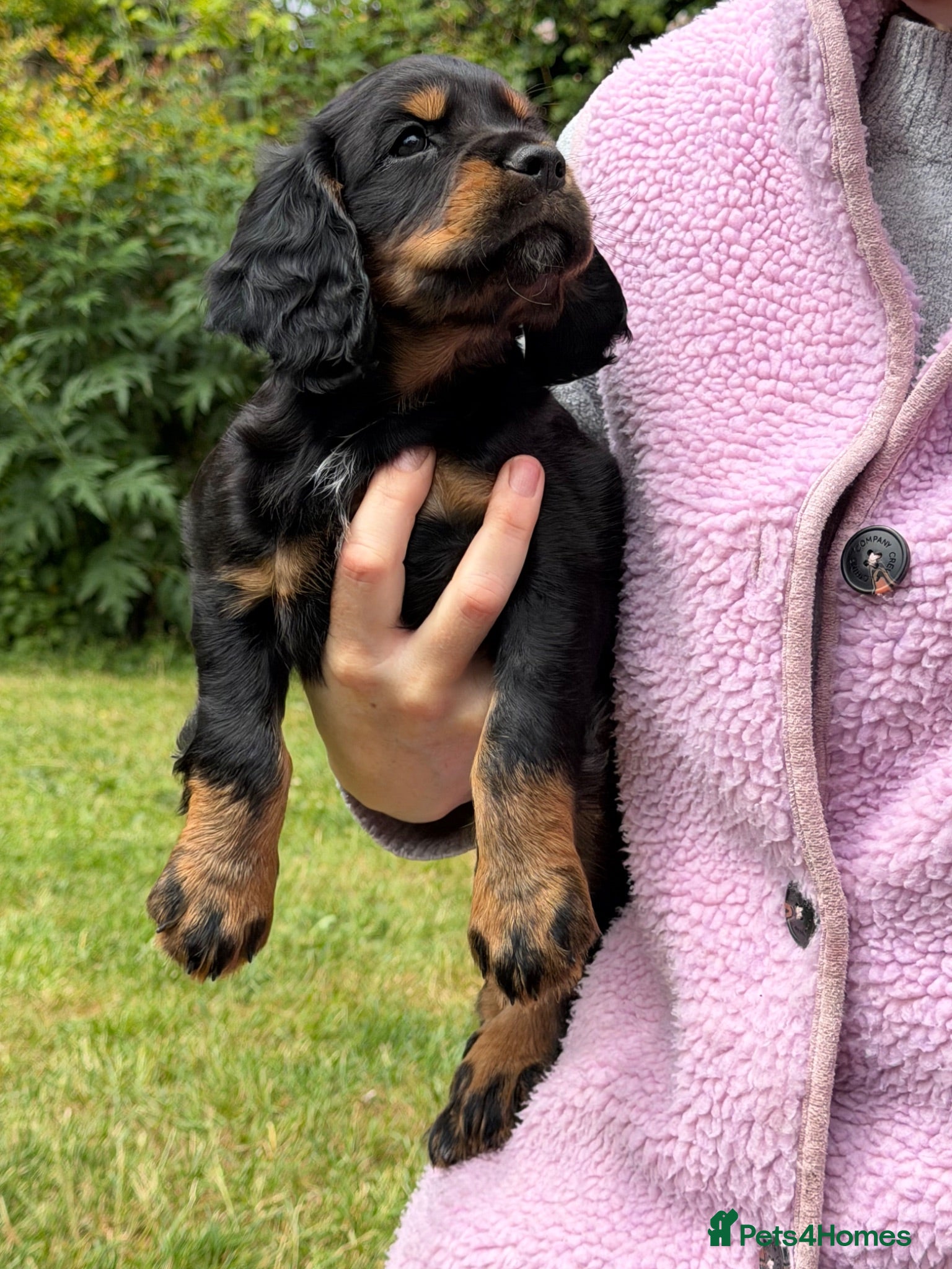 Cocker Spaniel dogs 1 Working Cocker Spaniel Puppy available  - Advert 9