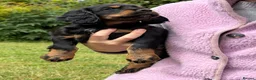 Cocker Spaniel dogs for sale: 1 Working Cocker Spaniel Puppy available  in Ashford - Advert 1
