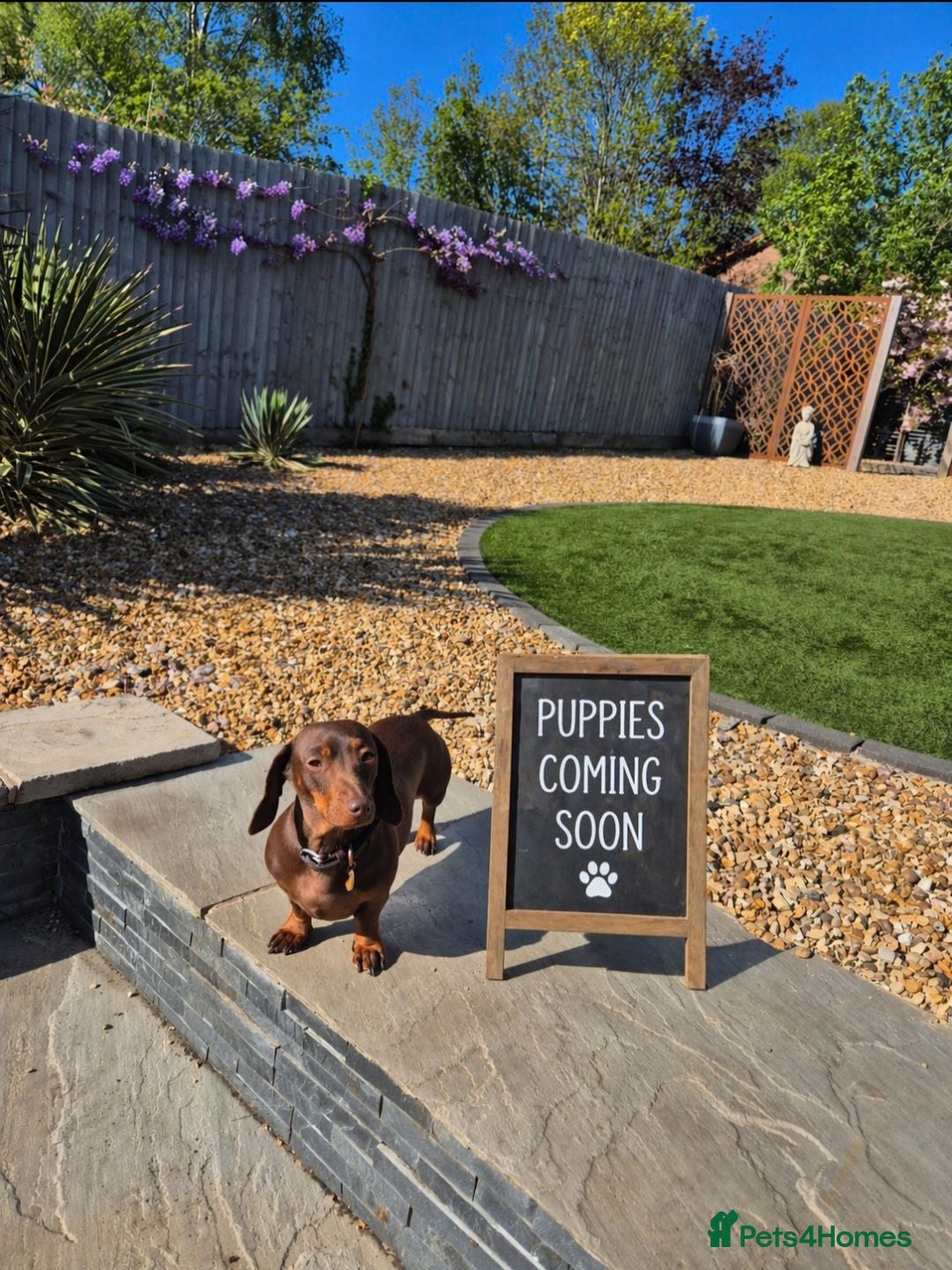 Miniature Dachshund dogs *KC Reg Miniature Dachshund Puppies available * - Advert 2