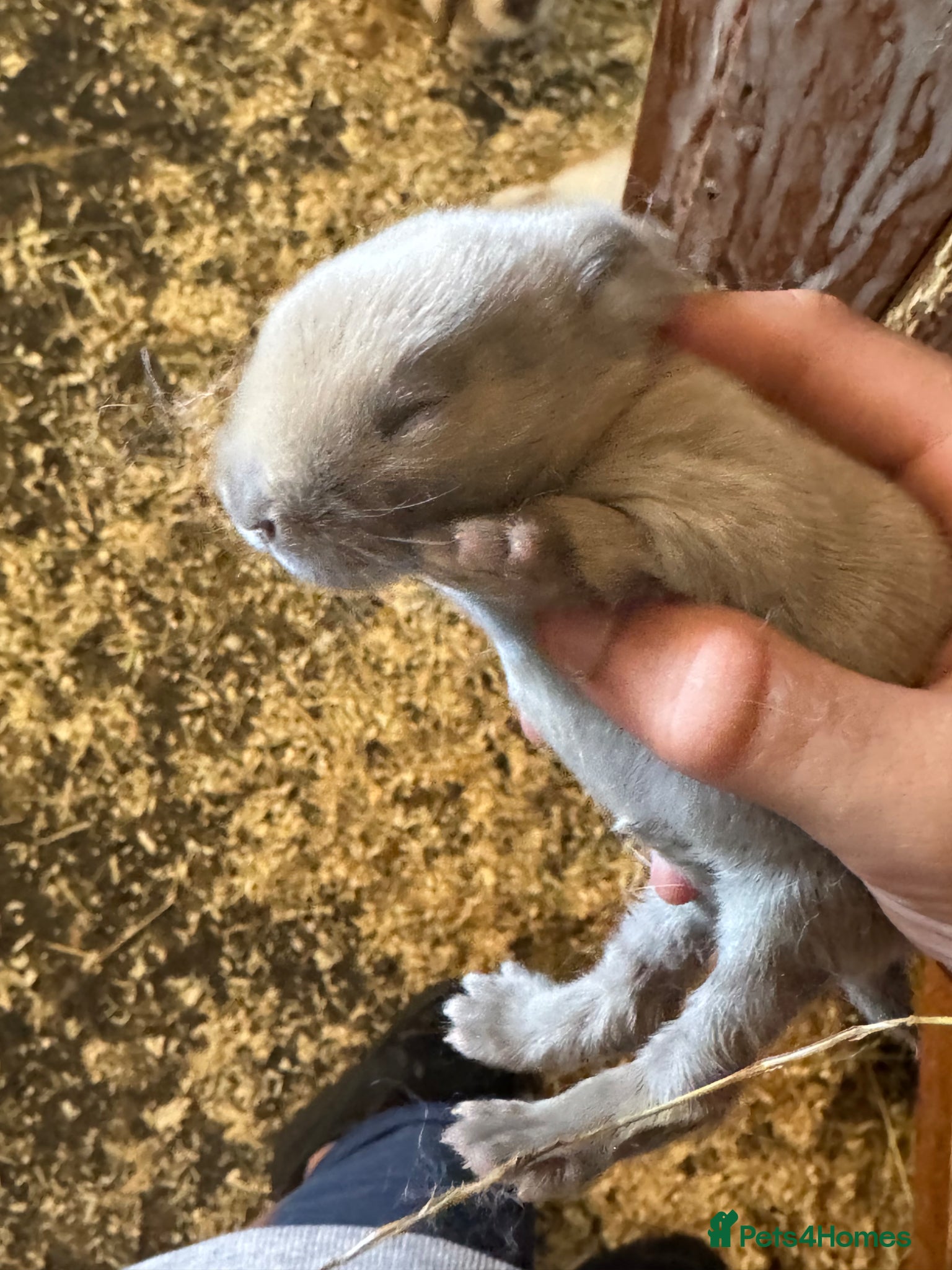Mixed Breed rabbits Beautiful rabbits ready soon - Advert 2