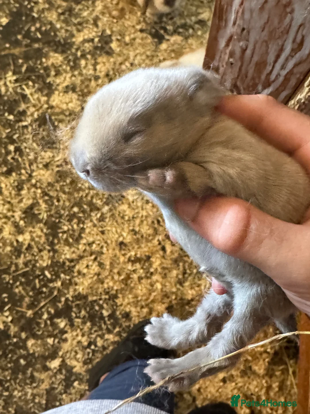 Mixed Breed rabbits for sale: Beautiful rabbits ready soon in Cambridge - Advert 1