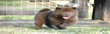 Chocolate Female