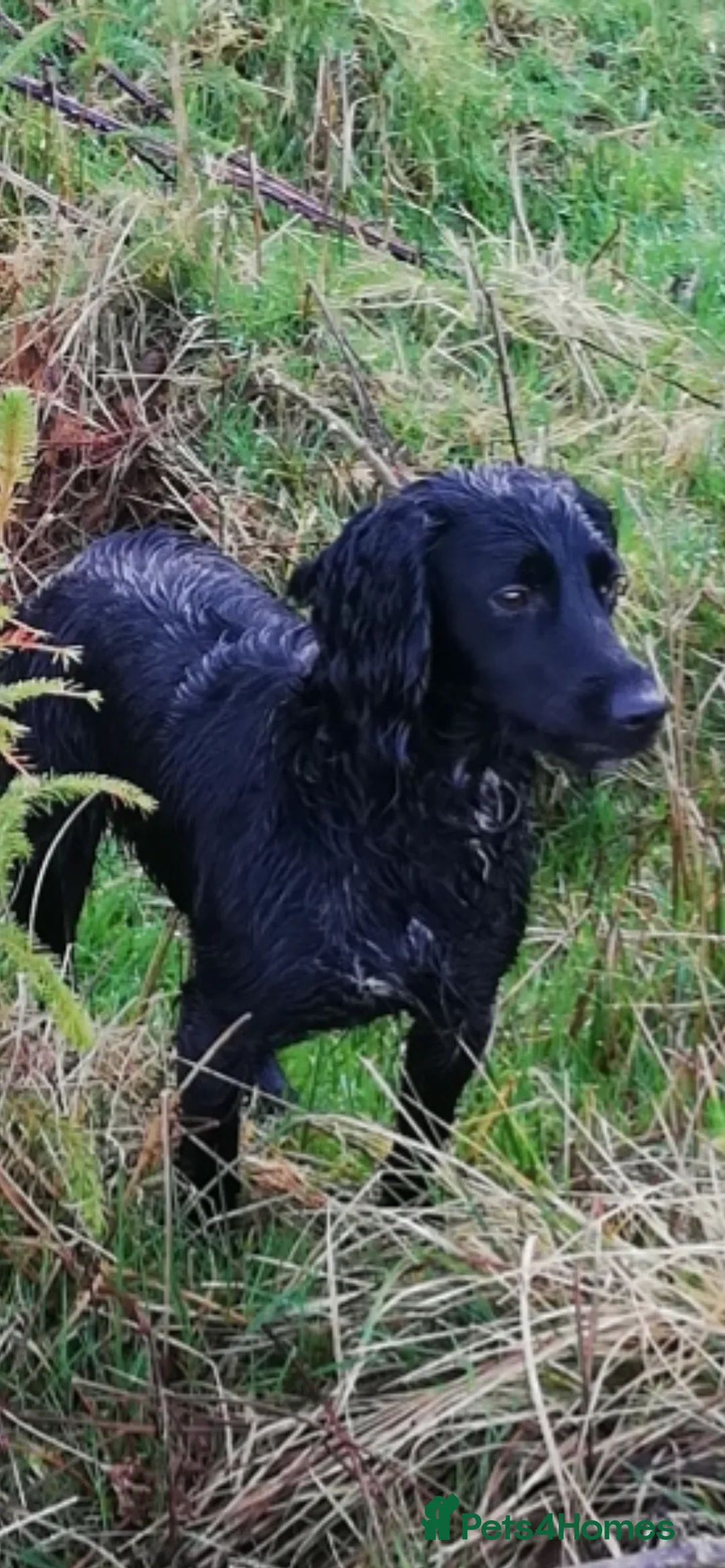Cocker Spaniel dogs for stud: Working Cocker Spaniel available for Stud  in Chelmsford - Advert 31