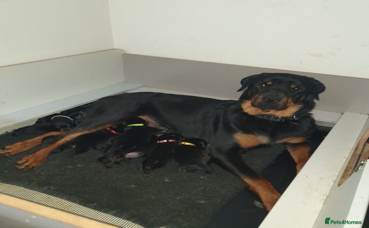 Rottweiler dogs - Advert 2