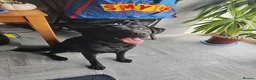 Labrador Retriever dogs for sale: Labrador Boy “Onix” Looking for His Forever Home - Advert 9