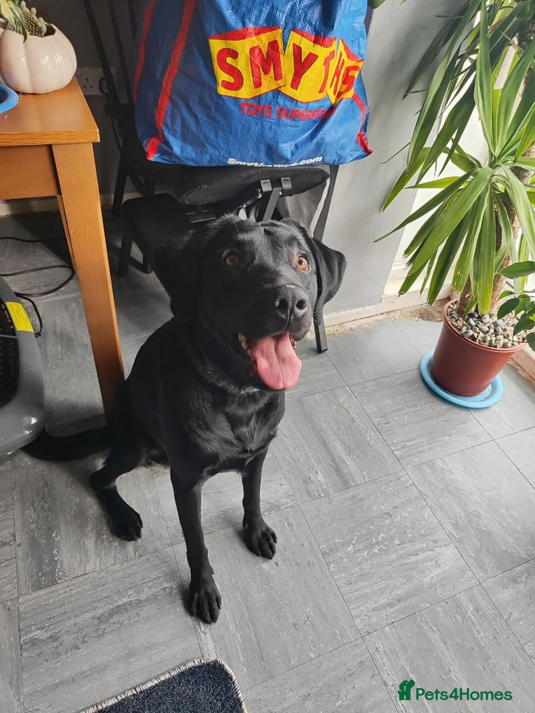 Labrador Retriever dogs for sale: Labrador Boy “Onix” Looking for His Forever Home - Advert 9
