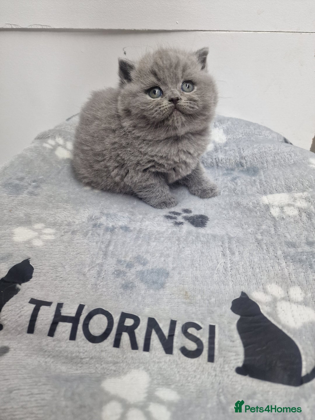 British Shorthair cats for sale: blue boy left. Chunky champion british shorthair - Advert 8