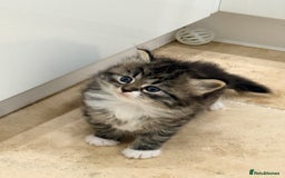 Siberian cats for sale: Pure Siberian kitten  - Image 13