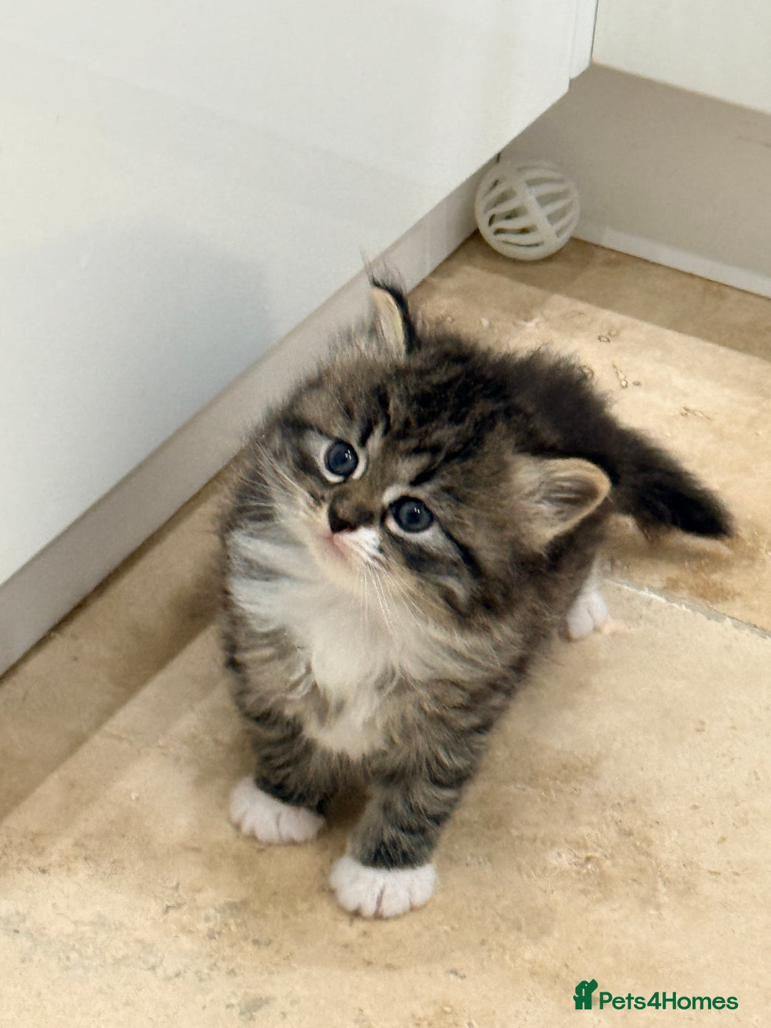 Siberian cats for sale: Pure Siberian kitten  - Image 13