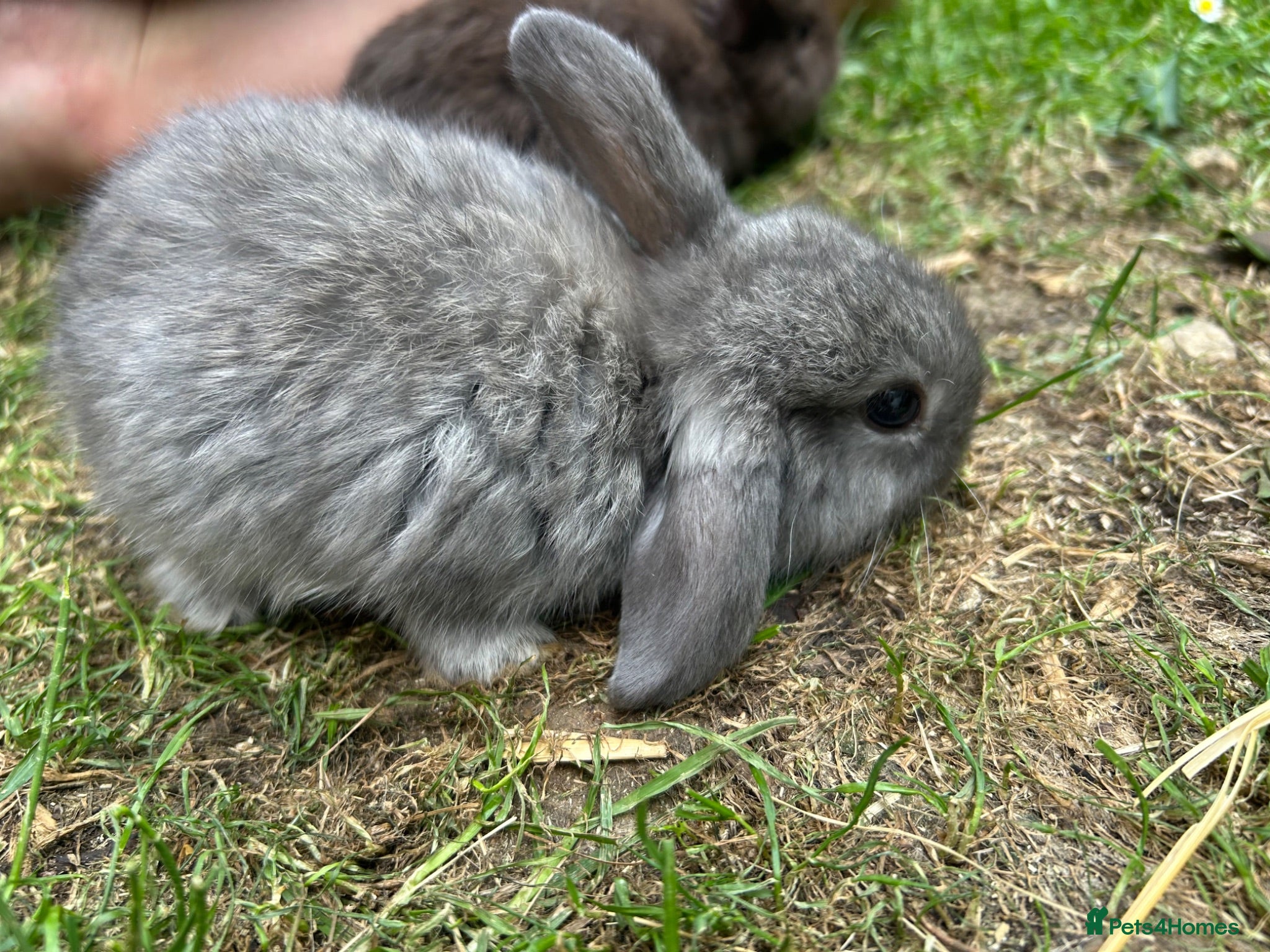 English Lop rabbits 5 beautiful English Lop bunnies - range of colours - Advert 2