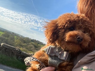 Toy Poodle dogs in Burnley - Advert 4