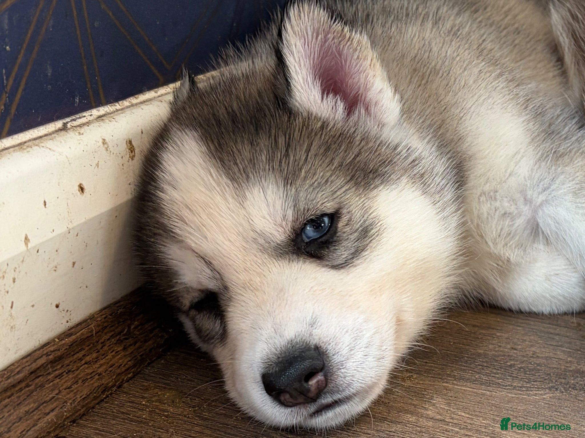 Siberian Husky dogs Siberian Husky boy  - Advert 2