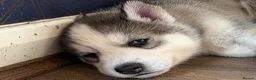 Siberian Husky dogs for sale: Siberian Husky boy  - Advert 1