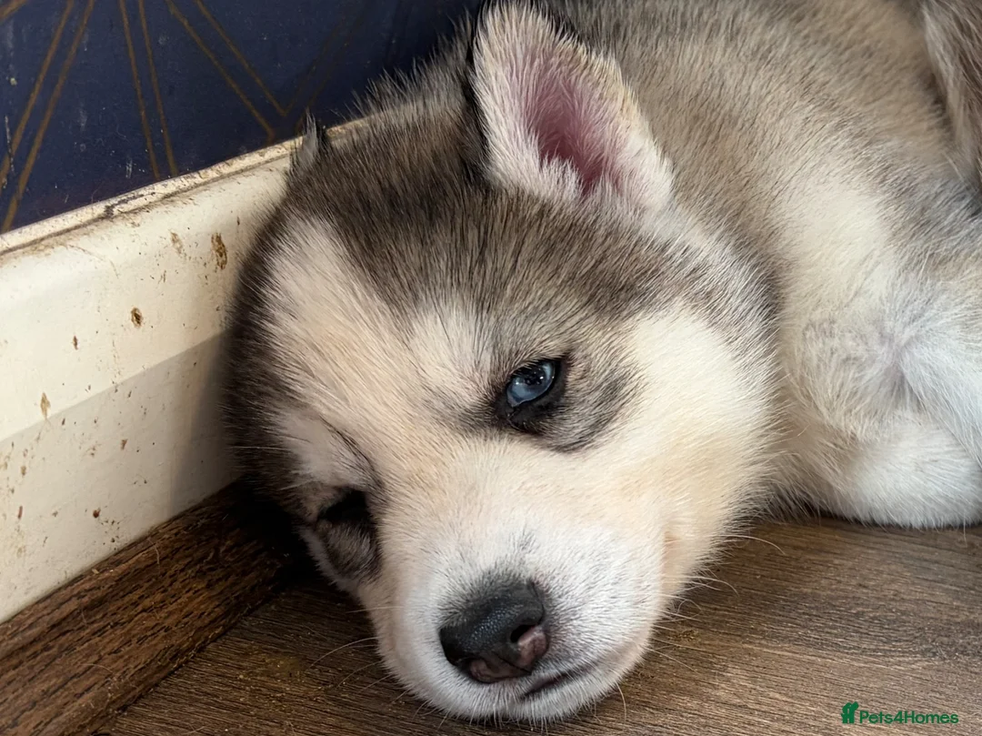 Siberian Husky dogs for sale: Siberian Husky boy  - Advert 1