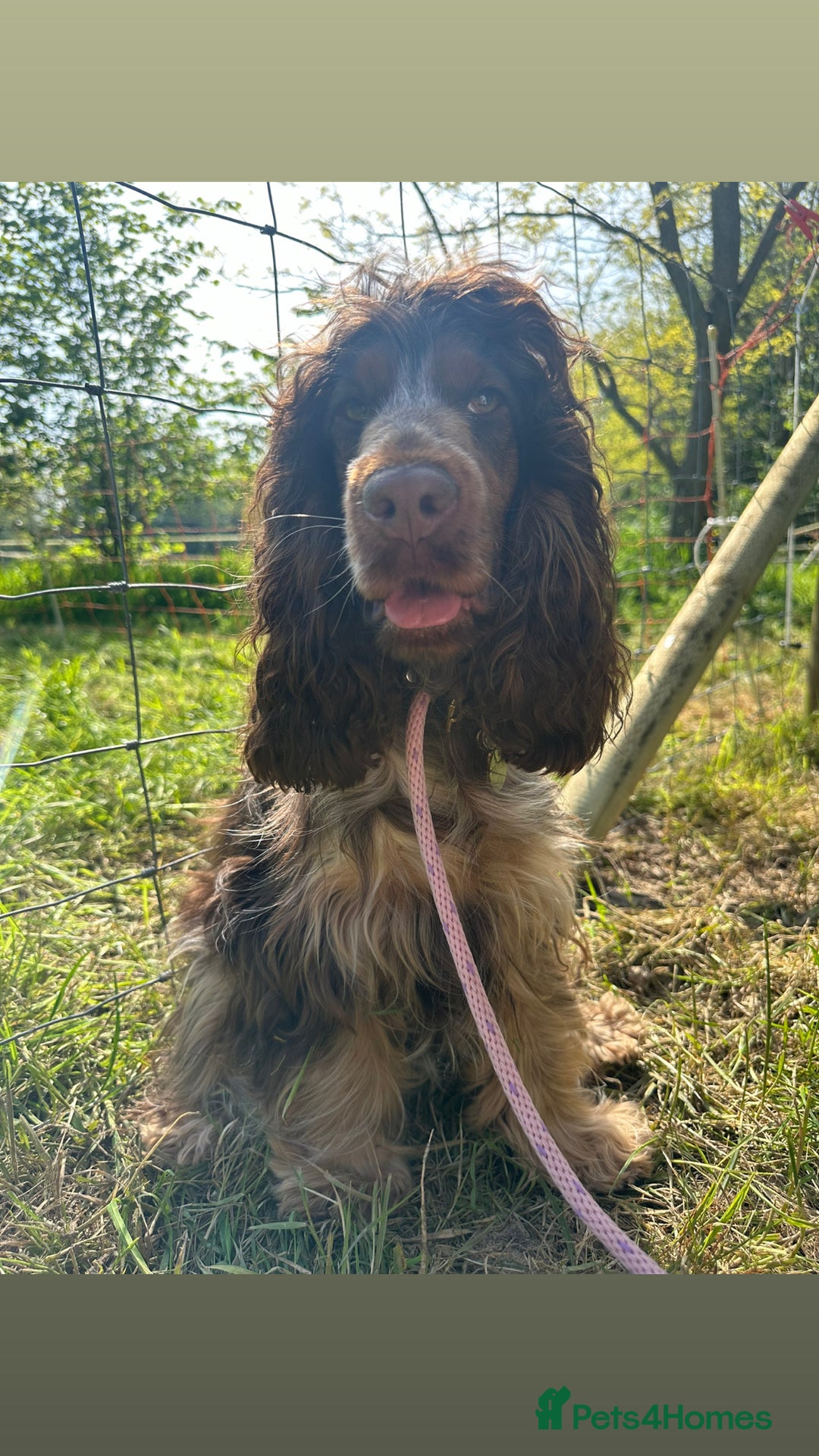 Cocker Spaniel dogs for sale: Beautiful golden girl  - Advert 5