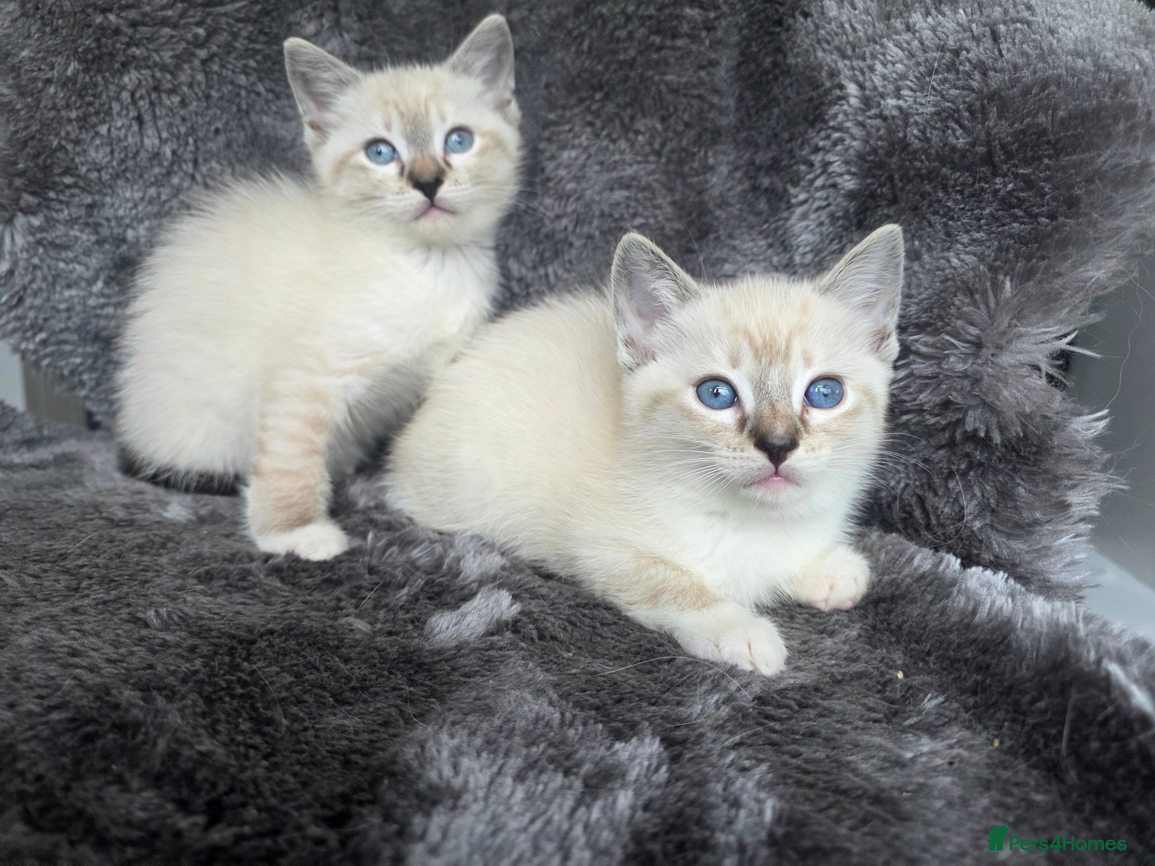 Ragdoll cats Two Ragdoll Cross female Kittens  - Advert 14