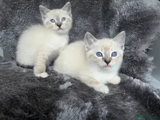 Ragdoll cats Two Ragdoll Cross female Kittens - Advert 14