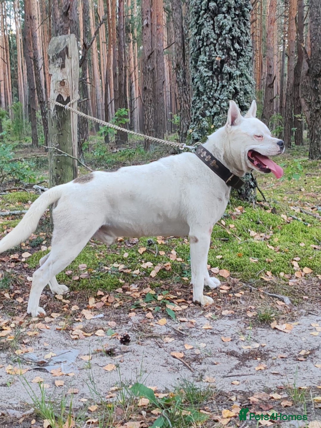 Staffordshire Bull Terrier dogs for adoption: BARON – Staffordshire Bull Terrier (Male) - Advert 5