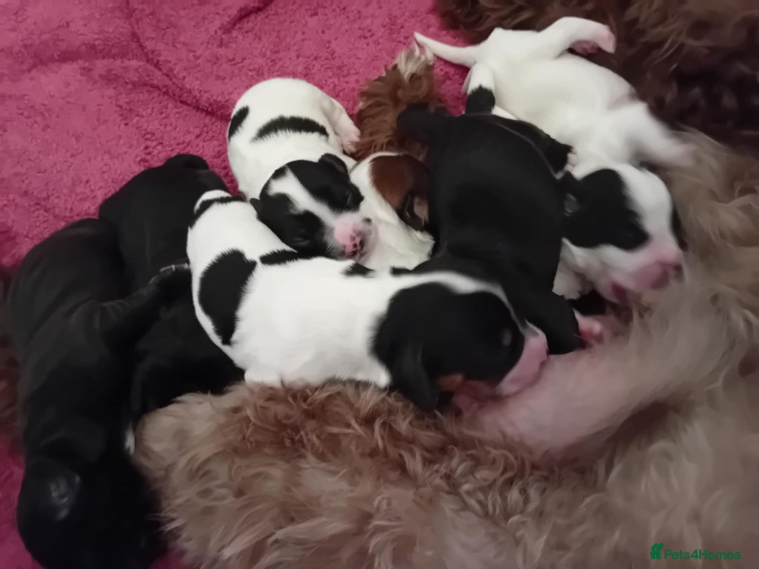 Mixed Breed dogs for sale: F1 Cockapoo x F1 Cavapoo Puppies (double doodles) - Image 10