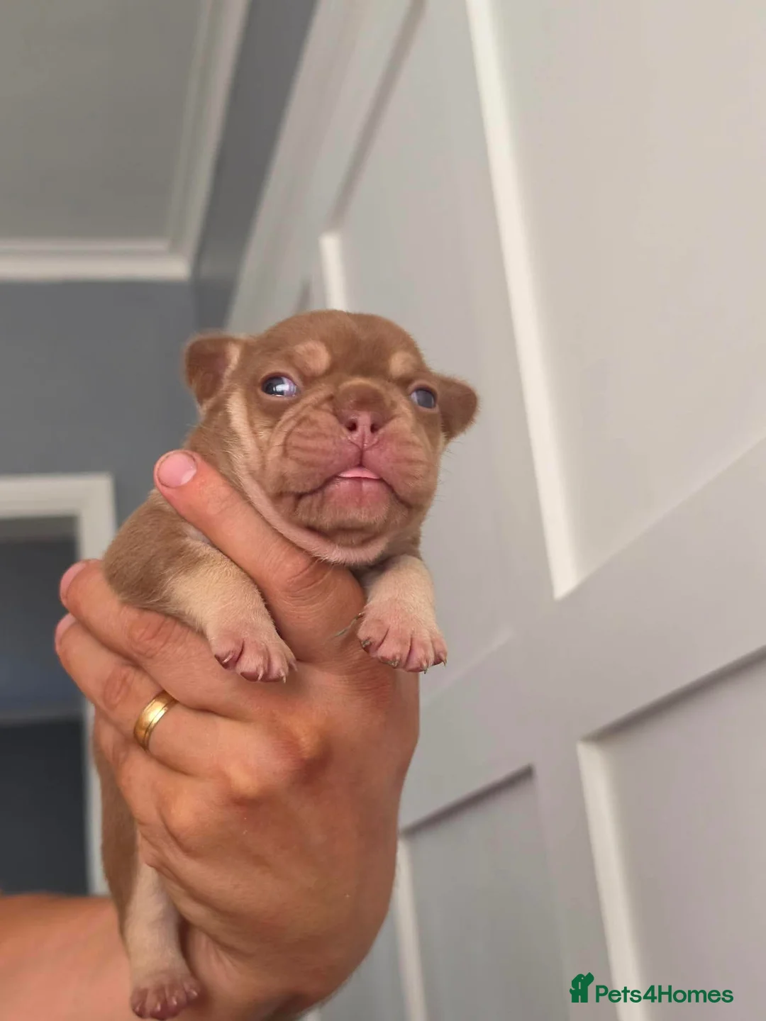 French Bulldog dogs for sale: French bulldog  - Advert 9