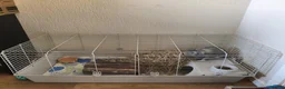 Mini Lop rabbits for sale: Grey mini lop rabbit  - Advert 5