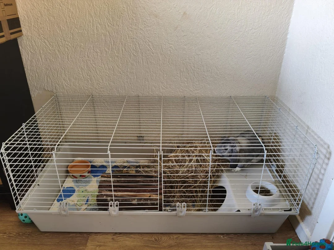 Mini Lop rabbits for sale: Grey mini lop rabbit  - Advert 5