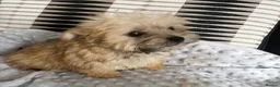 Morkie dogs for sale: Gorgeous Morkie puppies  - Advert 5