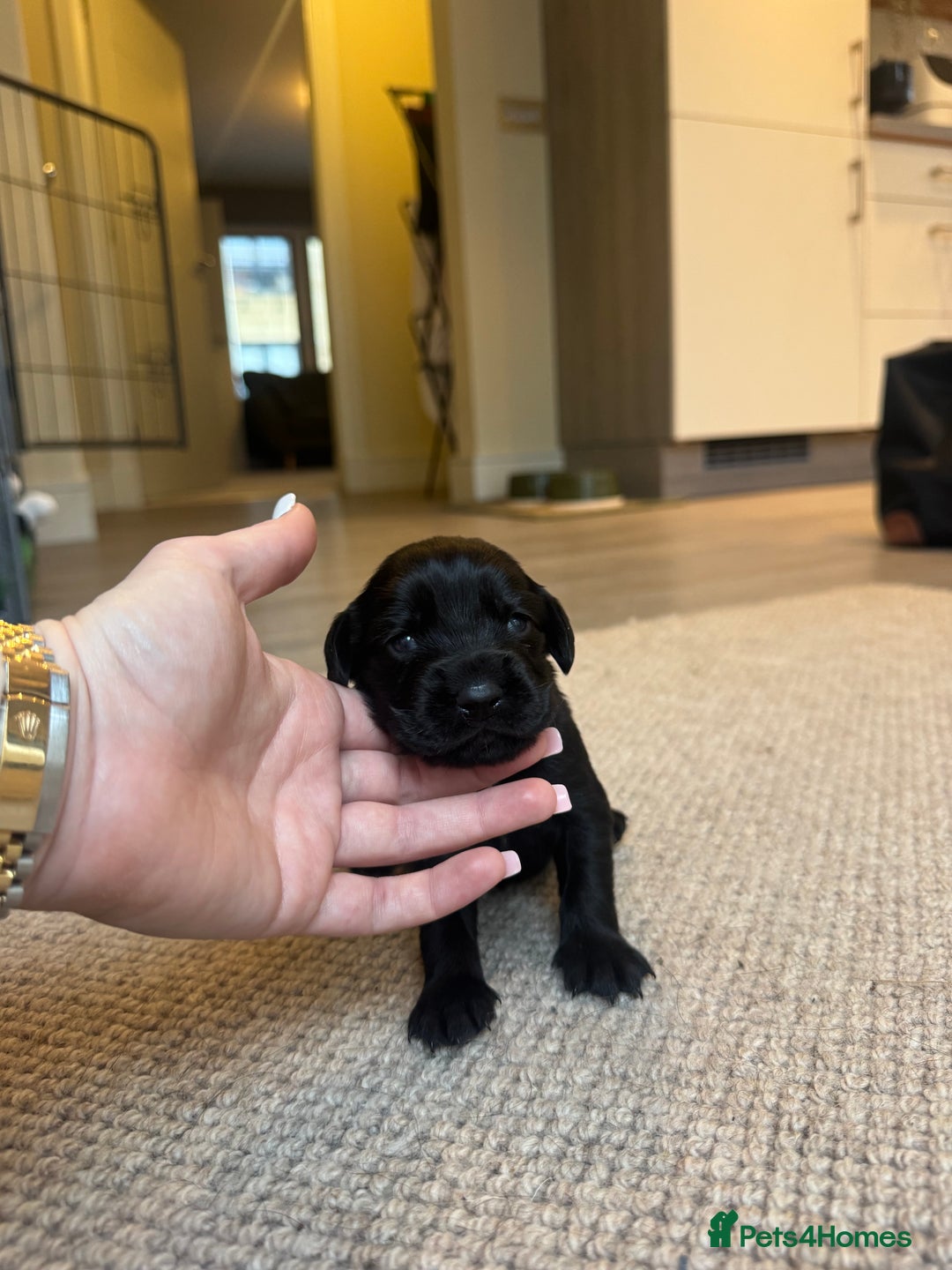 Cockerdor dogs for sale: Cockerdor/ Spanador Puppies. KC registered parents - Advert 16