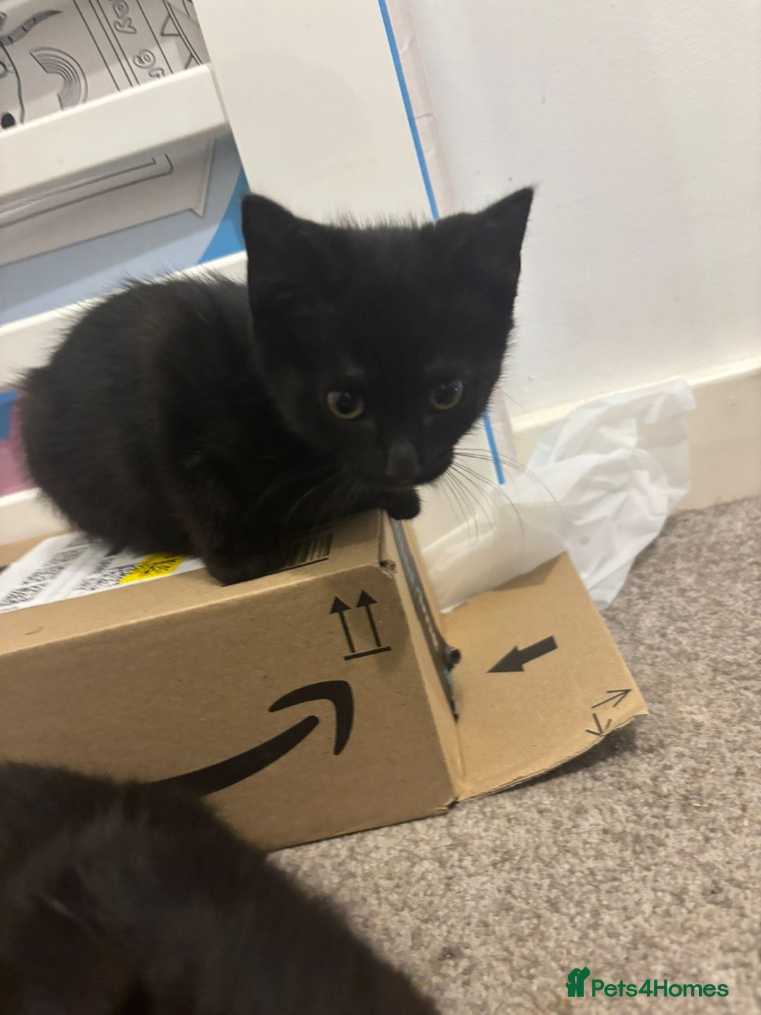Mixed Breed cats for sale: 7 all black kittens - Image 5