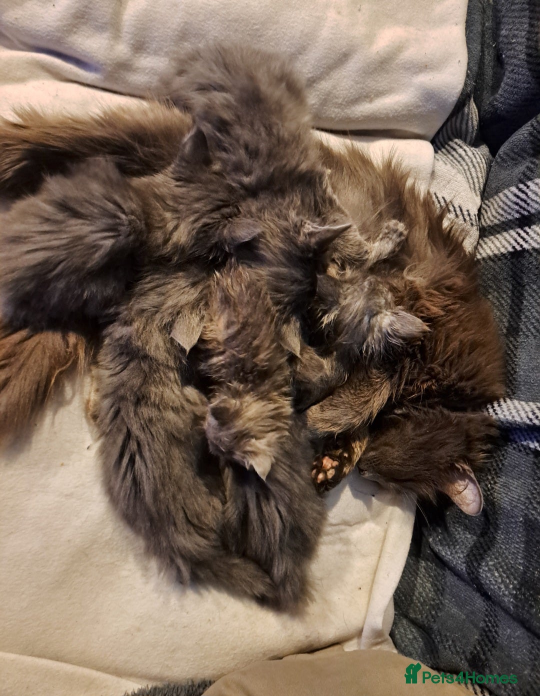 Nebelung cats for sale: Fluffy Grey Kittens for sale Cumbernauld - Image 5