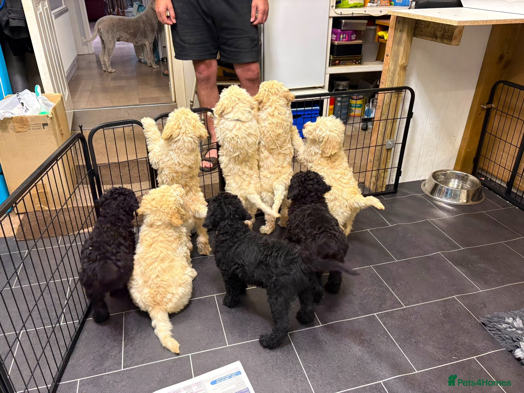 Labradoodle dogs Multi generation Standard labradoodles  - Advert 2