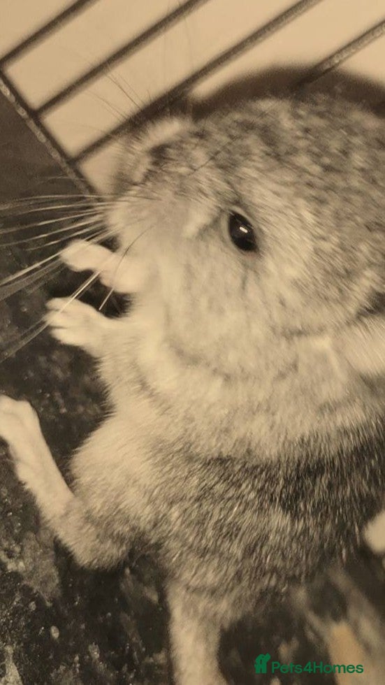 Chinchilla rodents Adorable Chinchilla Kits – Loving Homes Only - Advert 1