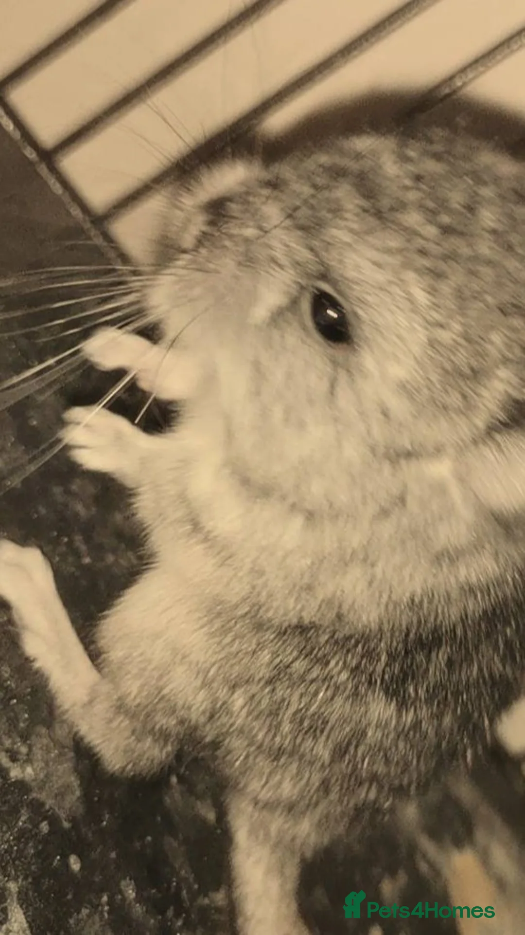 Chinchilla rodents for sale: Adorable Chinchilla Kits – Loving Homes Only - Advert 1