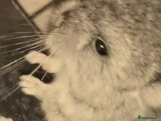 Chinchilla rodents Adorable Chinchilla Kits – Loving Homes Only - Advert 1