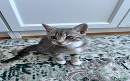 British Shorthair cats for sale: 4 British Short hair kittens for sale - Image 3