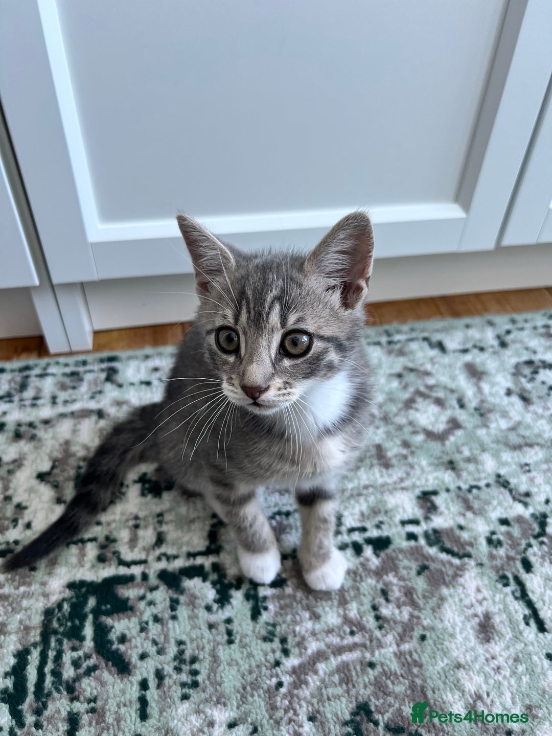 British Shorthair cats for sale: 4 British Short hair kittens for sale - Image 3